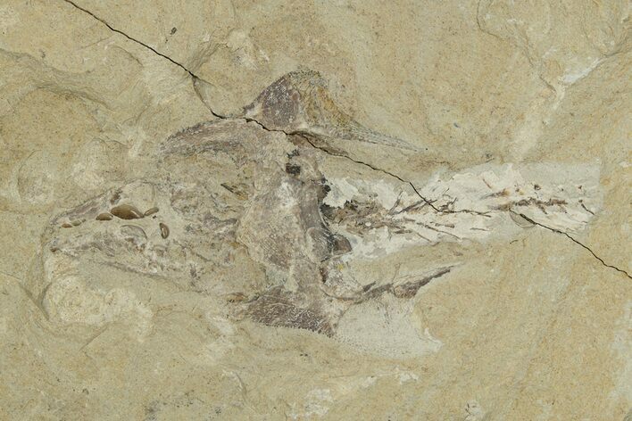Bargain, Cretaceous Crusher Fish (Coccodus) - Hjoula, Lebanon #250182